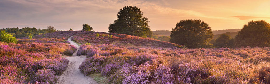 Scootmobiel Verhuur Veluwe - Heide op de Veluwe Scootmobiel Verhuur Veluwe - Heide op de Veluwe
