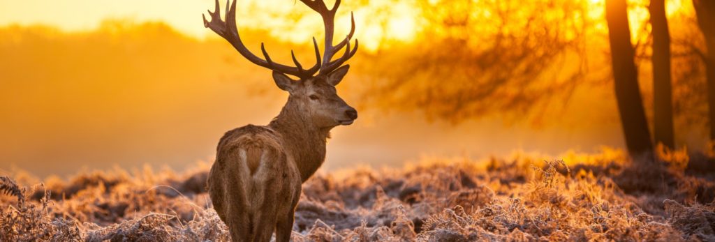 Scootmobiel Verhuur Veluwe - Hert op de Veluwe Scootmobiel Verhuur Veluwe - Hert op de Veluwe